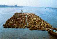 A transportation of wood (rafts) on the river